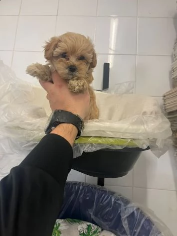 cucciola subito pronto di barboncino toy albicocca femmina  | Foto 1