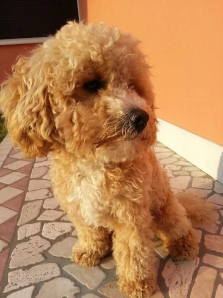 cucciola subito pronto di barboncino toy albicocca femmina  | Foto 0