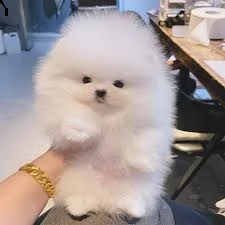 cuccioli di volpino spitz nano di pomerania