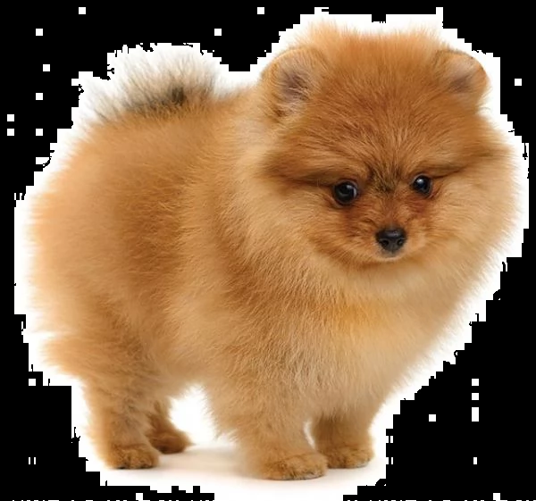 cuccioli di volpino spitz nano di pomerania | Foto 0