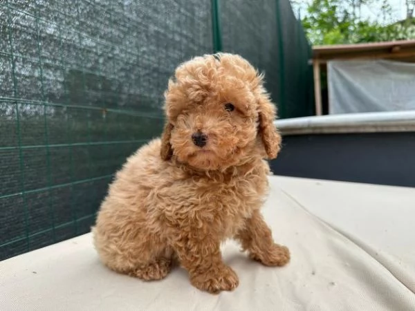  cucciola di barboncino toy 