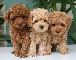  cucciola di barboncino toy  | Foto 1