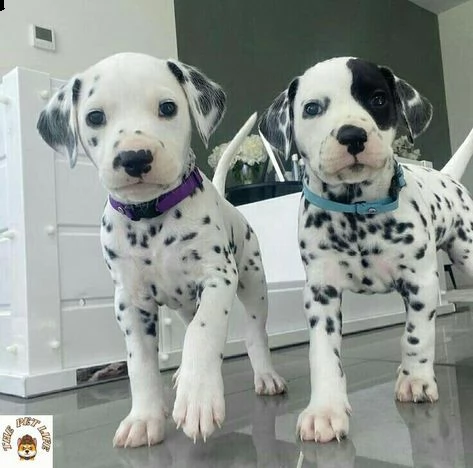 cucciolo di dalmata