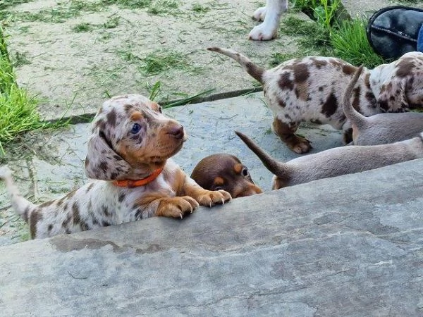 cucciolo di dalmata | Foto 1