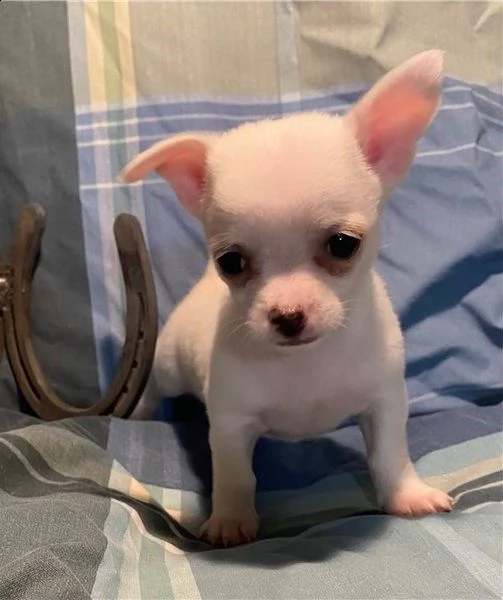 piccolo chihuahua  tutto bianco  | Foto 1