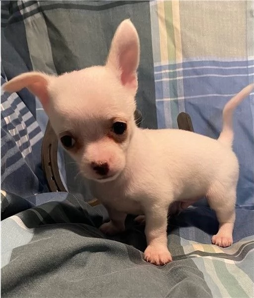 piccolo chihuahua  tutto bianco 