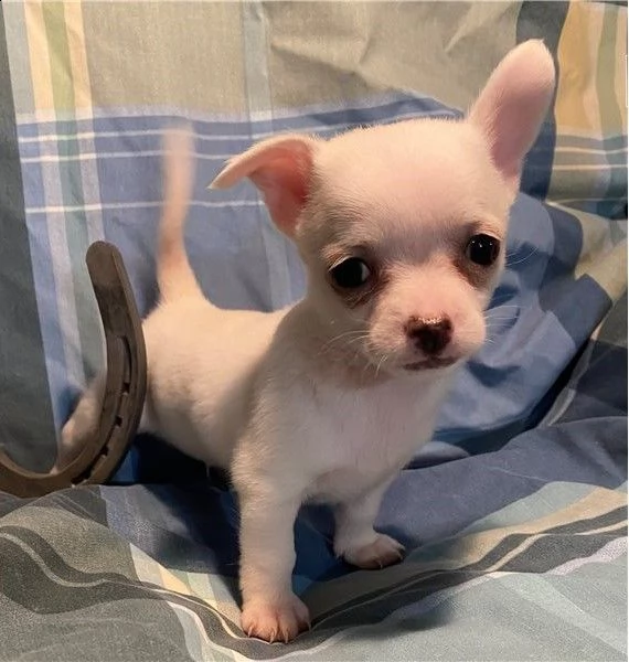 piccolo chihuahua  tutto bianco  | Foto 0