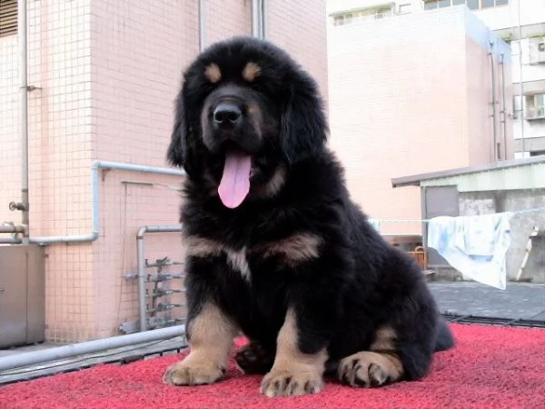 cuccioli di mastino tibetano