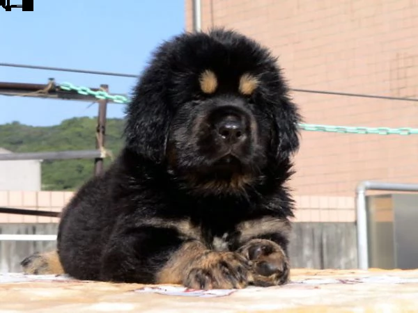 cuccioli di mastino tibetano | Foto 0