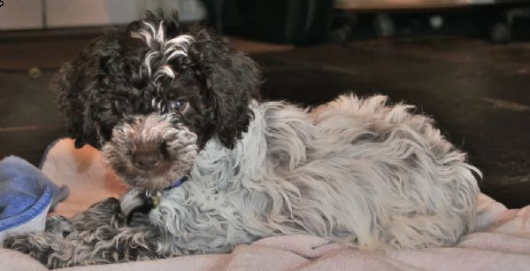 cuccioli di lagotto romagnolo | Foto 0