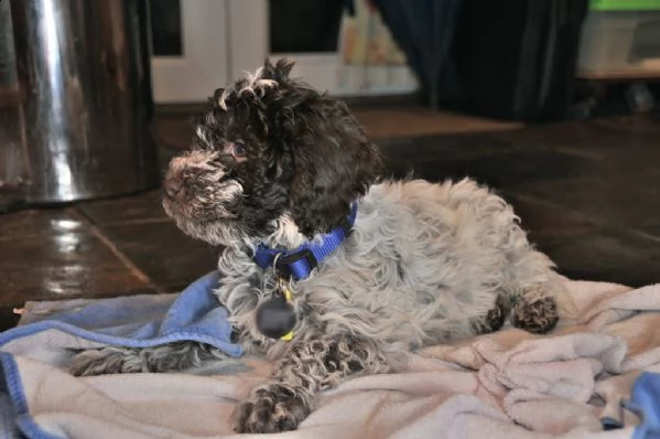 cuccioli di lagotto romagnolo