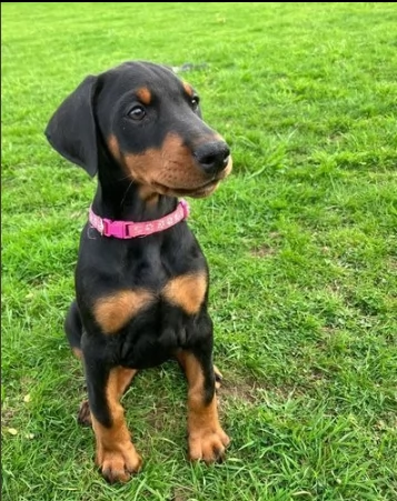 cucciolo bellissimo dobermann