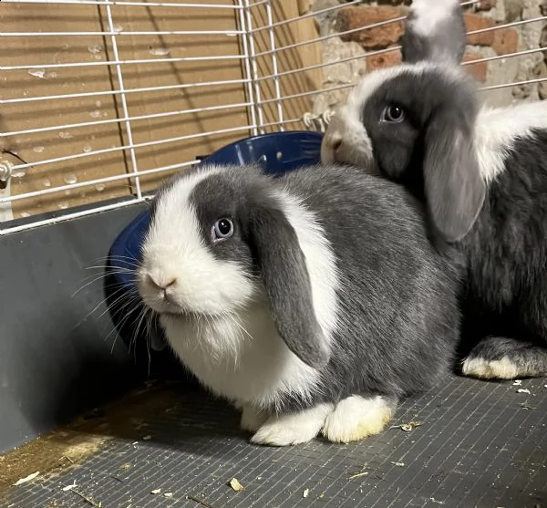 cuccioli di coniglio 