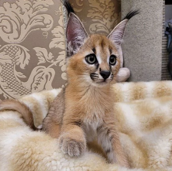 gattino caracal disponibile | Foto 4