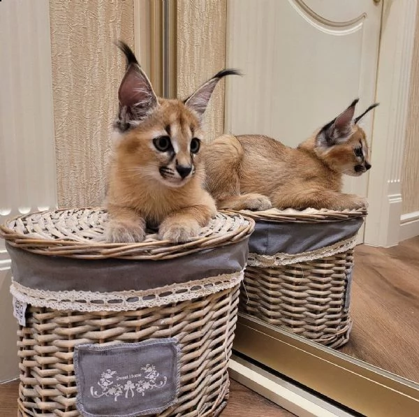 gattino caracal disponibile | Foto 2