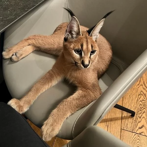 gattino caracal disponibile | Foto 0
