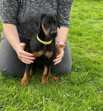 cucciolino di dobermann