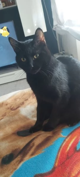 regalo gatto nero di un anno  gatto da appartamento