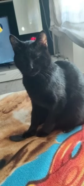 regalo gatto nero di un anno  gatto da appartamento | Foto 0