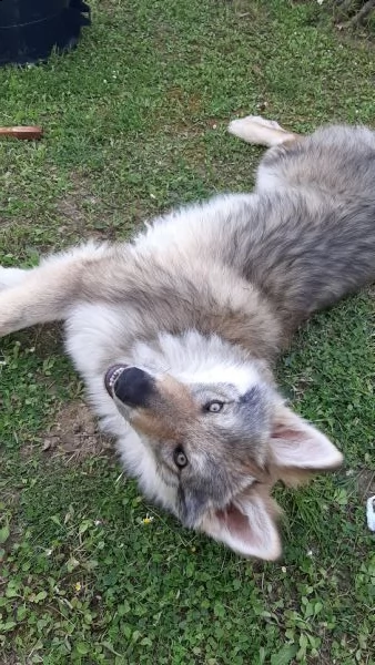 cucciola lupo cecoslovacco  | Foto 1