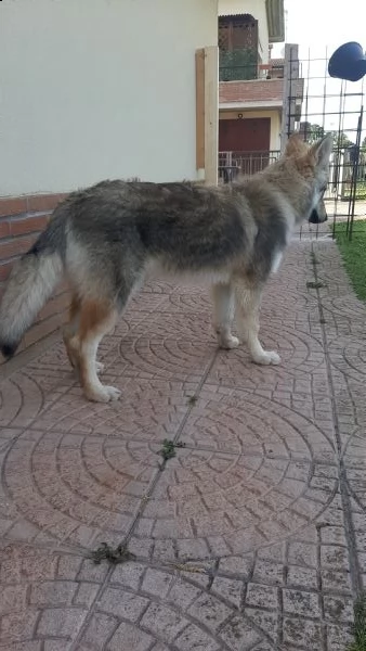 cucciola lupo cecoslovacco  | Foto 0