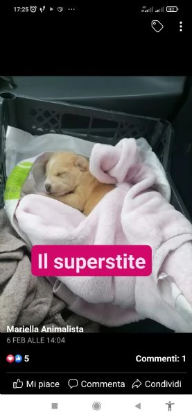 diamante il super cucciolo  | Foto 4