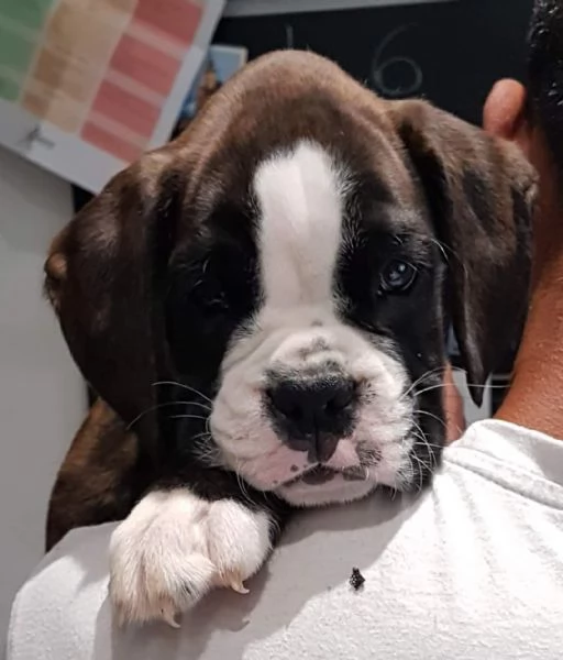 VENDITA CUCCIOLI BOXER M F 