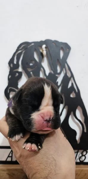 Splendidi cuccioli di boxer | Foto 3