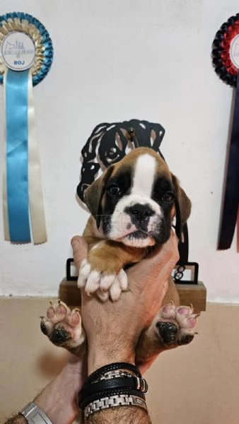 Splendidi cuccioli di boxer