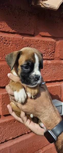 Splendidi cuccioli di boxer | Foto 2