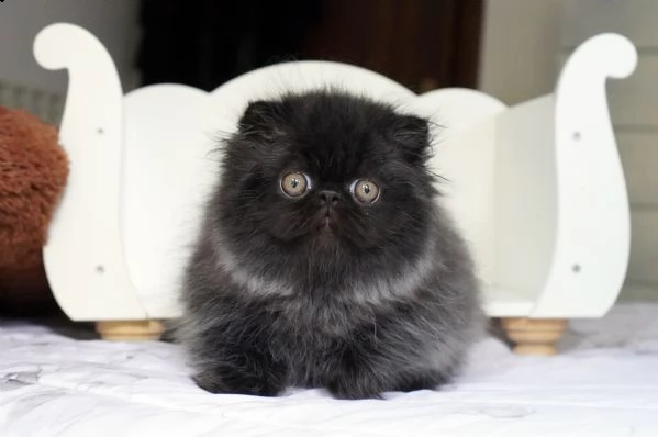 cucciolo di persiano puro nero | Foto 2