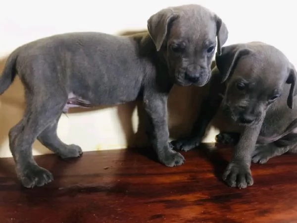 Cane corso