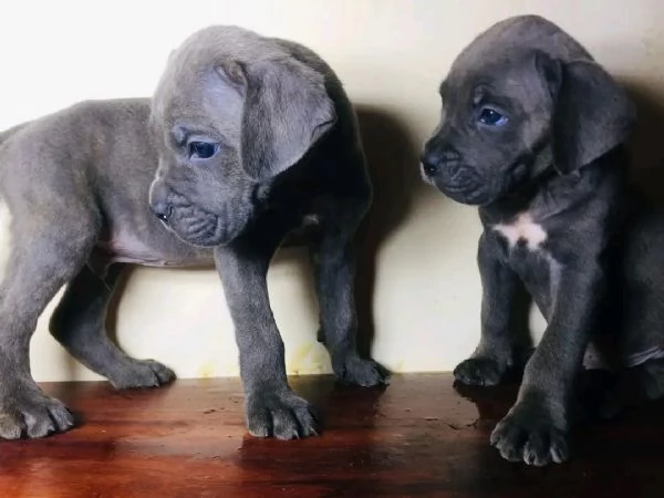 Cane corso | Foto 0