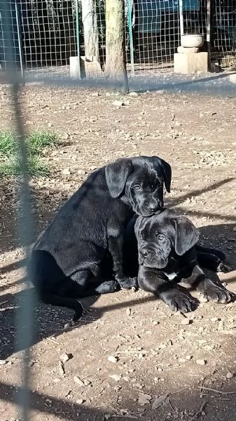 Cane di razza  | Foto 1