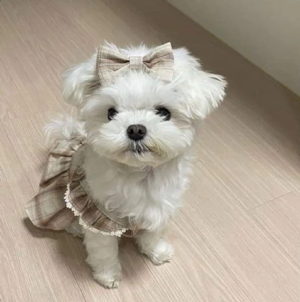 Regalo cucciolo Maltese da Volontario a regalo maltese mini toy