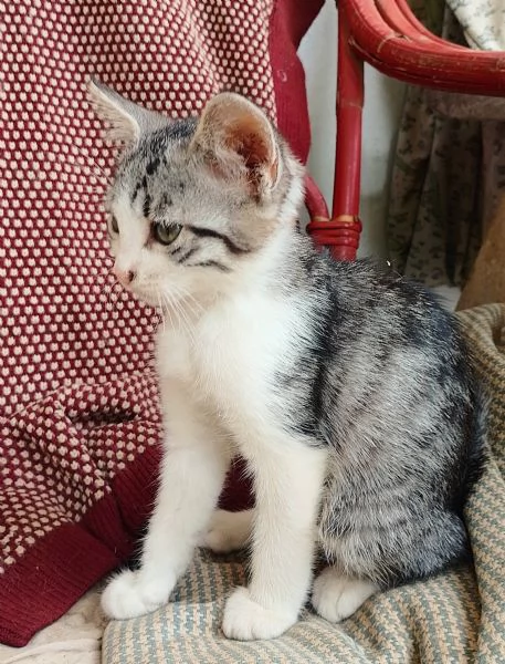 Regalo gattini di 2 mesi e mezzo | Foto 2