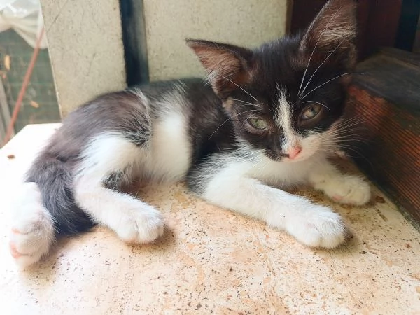 Regalo gattini di 2 mesi e mezzo | Foto 1