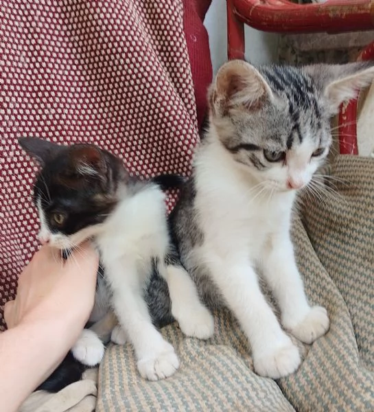 Regalo gattini di 2 mesi e mezzo | Foto 0