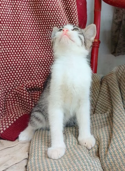 Regalo gattini di 2 mesi e mezzo
