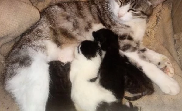 Dolce gattina di 3 mesi in regalo | Foto 2
