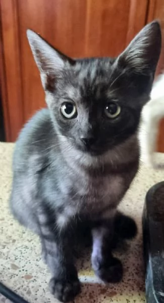 Dolce gattina di 3 mesi in regalo | Foto 1