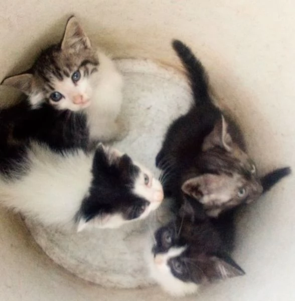 Dolce gattina di 3 mesi in regalo | Foto 0