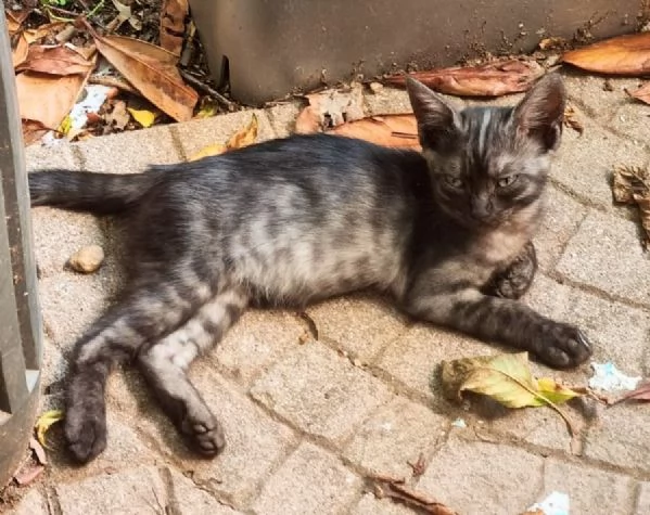 Dolce gattina di 3 mesi in regalo