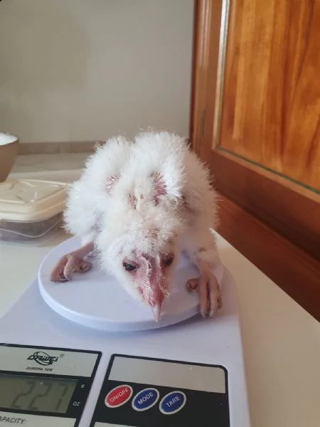 pulli di barbagianni allevati a mano, ultimi due