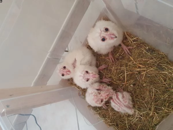 pulli di barbagianni allevati a mano, ultimi due | Foto 5