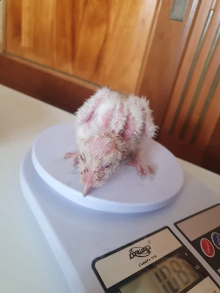 pulli di barbagianni allevati a mano, ultimi due | Foto 4