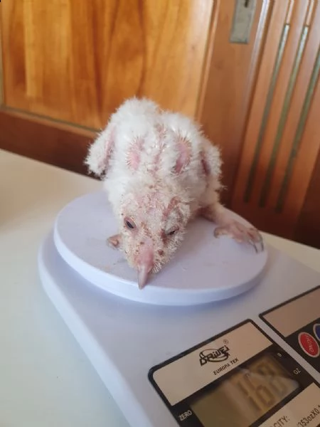 pulli di barbagianni allevati a mano, ultimi due | Foto 2
