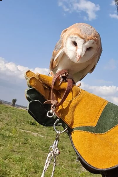 pulli di barbagianni allevati a mano, ultimi due | Foto 0