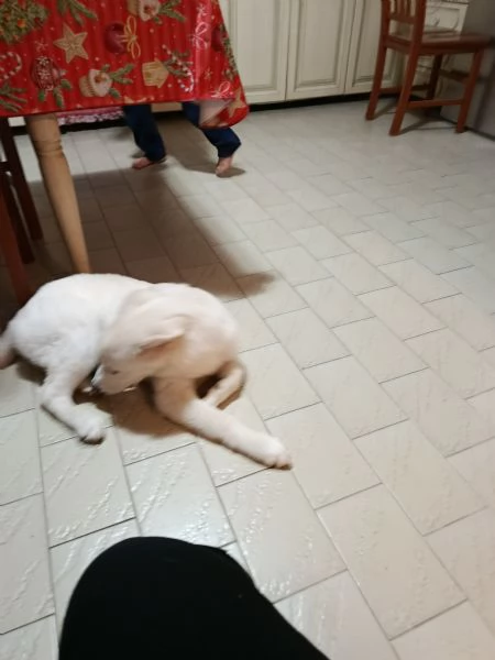 Regalo cane simil maremmano 
