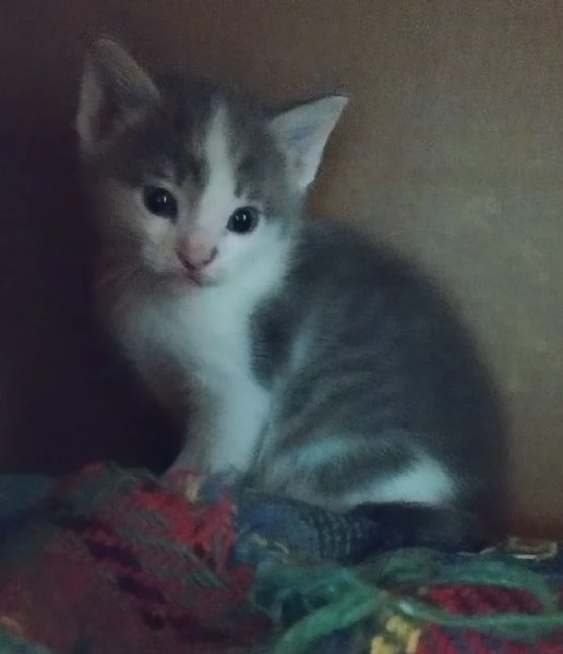 Regalo gattini | Foto 4